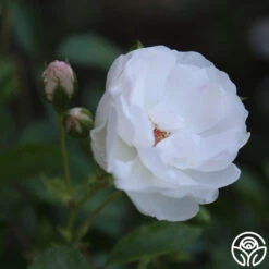 Dominique Loiseau ® 7 Dominique Loiseau ® -Heirloom Roses dominique loiseau 2