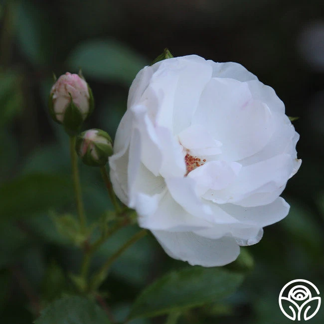 Dominique Loiseau ® 5 Dominique Loiseau ® - Image 3