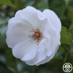 Dominique Loiseau ® 6 Dominique Loiseau ® -Heirloom Roses dominique loiseau 3