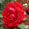 Don Juan -Heirloom Roses don juan 1 1 1
