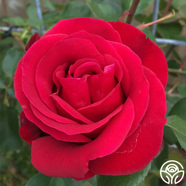 Don Juan 4 Don Juan - Image 2