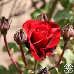 Don Juan 17 Don Juan -Heirloom Roses don juan 4