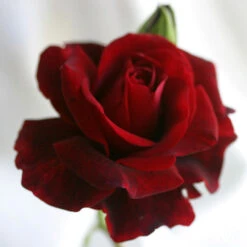 Don Juan 15 Don Juan -Heirloom Roses don juan 6