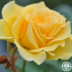 Doris Day® -Heirloom Roses doris day 2 1