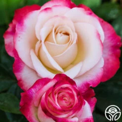 Double Delight® -Heirloom Roses double delight 4 1