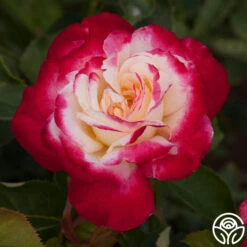 Double Delight® -Heirloom Roses double delight 6