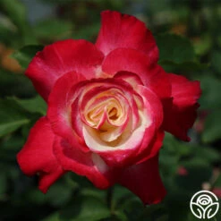 Double Delight® -Heirloom Roses double delight 7