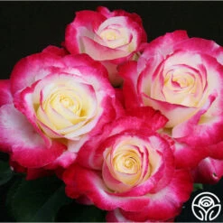 Double Delight® -Heirloom Roses double delight 8