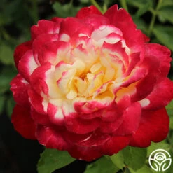 Double Delight® -Heirloom Roses double delight 9
