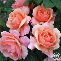 Douglas Gandy™ 13 Douglas Gandy™ -Heirloom Roses douglas gandy 2 8