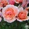 Douglas Gandy™ -Heirloom Roses douglas gandy 4 8