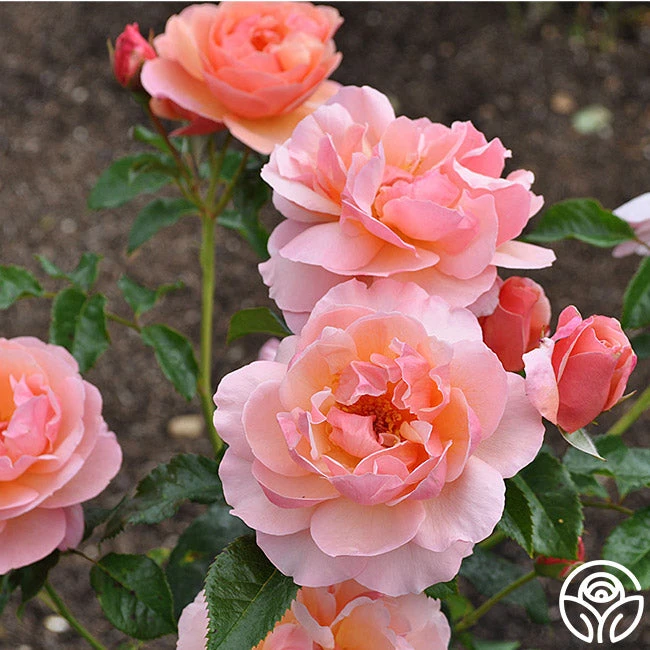 Douglas Gandy™ 10 Douglas Gandy™ - Image 8