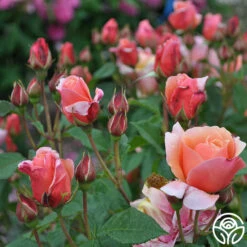 Douglas Gandy™ 12 Douglas Gandy™ -Heirloom Roses dougles gandy 1