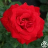 Drop Dead Red™ 2 Drop Dead Red™ -Heirloom Roses drop dead red 2