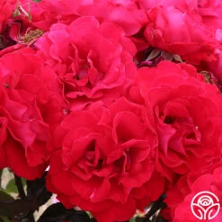 Drop Dead Red™ -Heirloom Roses drop dead red 3