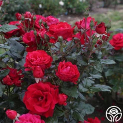 Drop Dead Red™ -Heirloom Roses drop dead red 6
