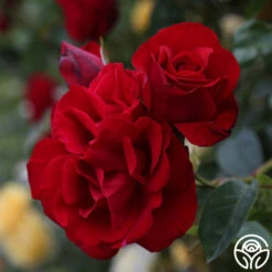 Dublin Bay® -Heirloom Roses dublin bay 102