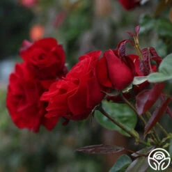 Dublin Bay® -Heirloom Roses dublin bay 112