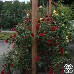 Dublin Bay® -Heirloom Roses dublin bay 191