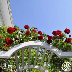 New Release -Heirloom Roses dublin bay 1 1