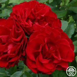 Dublin Bay® -Heirloom Roses dublin bay 3 1