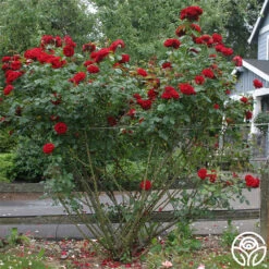 Dublin Bay® -Heirloom Roses dublin bay 4 1