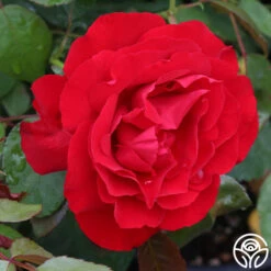 Dublin Bay® -Heirloom Roses dublin bay 5