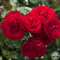 Dublin Bay® -Heirloom Roses dublin bay 9