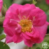 Duchess Of Portland -Heirloom Roses duchess of portland