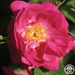 Duchess Of Portland -Heirloom Roses duchess of portland 1 1 1