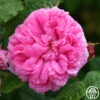 Duchesse De Rohan -Heirloom Roses duchesse de rohan 2 6