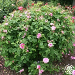 Duchesse De Rohan -Heirloom Roses duchesse de rohan 3 6