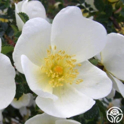 Dunwich Rose -Heirloom Roses dunwich rose 4 1 1