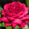 Dupuy Jamain -Heirloom Roses dupuy jamain 1 1 4