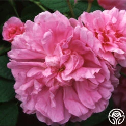 Dutch Provence -Heirloom Roses dutch provence