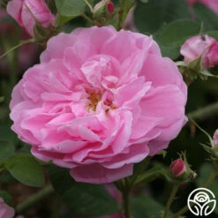 Dutch Provence -Heirloom Roses dutch provence 3