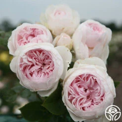 Parfuma® Earth Angel -Heirloom Roses earth angel 3 1