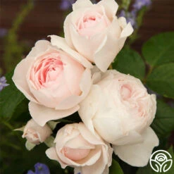 Parfuma® Earth Angel -Heirloom Roses earth angel 4