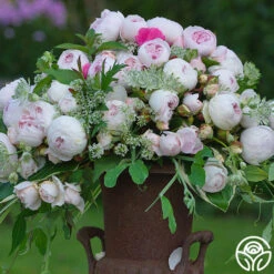 New Release -Heirloom Roses earth angel 7