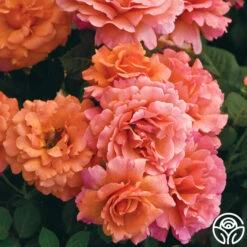 Easy Does It™ -Heirloom Roses easy does it 1 1