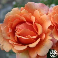 Easy Does It™ -Heirloom Roses easy does it 6 1