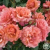 Easy Does It™ 2 Easy Does It™ -Heirloom Roses easy does it 8