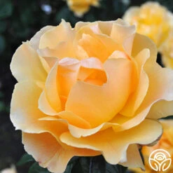 Easy Going™ -Heirloom Roses easy going 1
