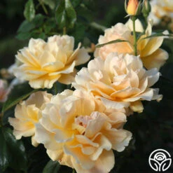 Easy Going™ -Heirloom Roses easy going 15