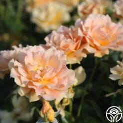 Easy Going™ -Heirloom Roses easy going 16