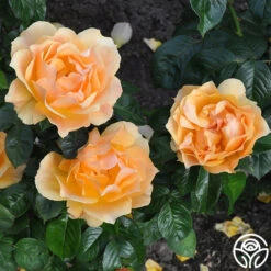 Easy Going™ -Heirloom Roses easy going 3