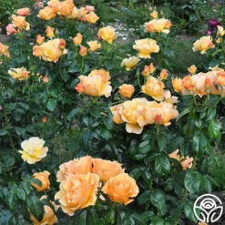 Easy Going™ -Heirloom Roses easy going 4 8