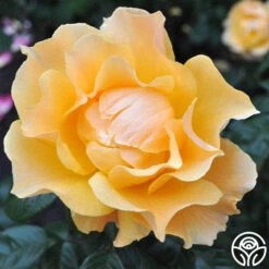 Easy Going™ -Heirloom Roses easy going 5 7
