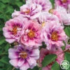 Easy On The Eyes™ -Heirloom Roses easy on the eyes 1 1