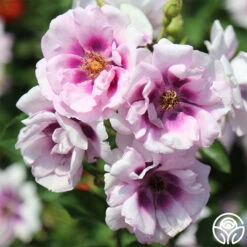 New Release -Heirloom Roses easy on the eyes 2 1